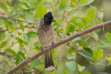 Red-vented bulbul / Pycnonotus cafer. Creek Park, Dubai. UAE