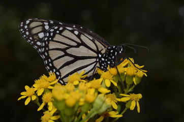 mariposa monarca 7