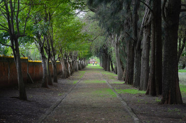 camino arbolado