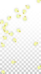 Vector Realistic Pink Petals Falling on Transparent Background.  Spring Romantic Flowers Illustration. Flying Petals. Sakura Spa Design. Blossom Confetti.