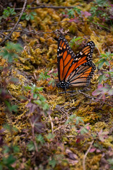 Fototapeta na wymiar mariposa monarca 4