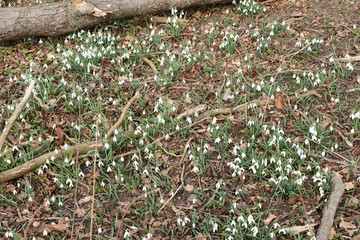 White spring flowers in the forest.