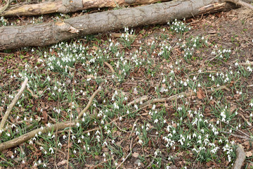 White spring flowers in the forest.