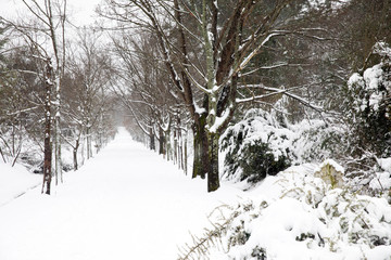 Atatürk Arboretumu Bahcekoy snowy photos Sariyer istanbul