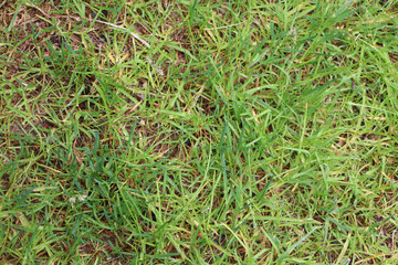 green grass background