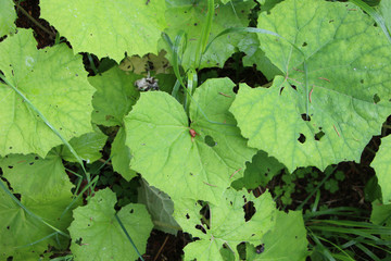 leaves on green background