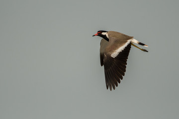 Red-wattled lapwing / Vanellus indicus