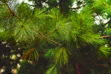 beautiful branch of decorative pine
