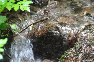 stream in the forest