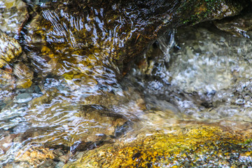 stream in the forest