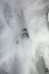 Deer tracks in deep snow in the Maine woods.