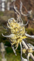 Yellow milky bud