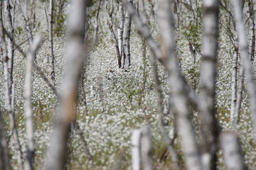 białe kwiaty na bagnie © damian