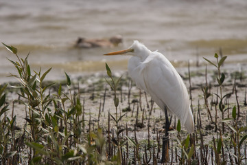 Great egret / Ardea alba