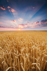 field wheat ears in rays of the setting sunset