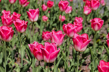 tulips in the garden