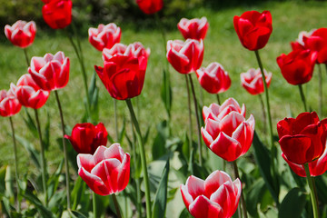 Obraz na płótnie Canvas field of red tulips