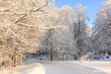Russian village in winter After a snowfall, the branches of the trees are covered with snow and sparkle in the sun. This is a beautiful winter background