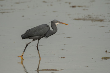 Western reef heron / Egretta gularis