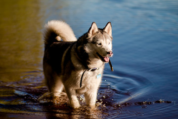 A young Siberian husky male dog is on lake, river, in water. A dog has grey and white fur.Siberian Husky dog outdoor portrait standing in shallow water.