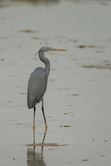 Western reef heron / Egretta gularis