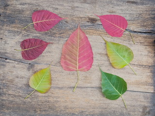 Top view a group red and green leaves shape heart (nature color) of Ficus religiosa (Bo Tree, Bodhi Tree, Pipal Tree) on wood texture background.