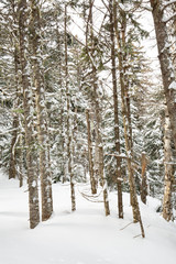 Snow covered trees in the Great North Woods of Maine.