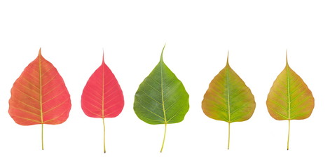 Top view a group red and green leaves shape heart (nature color) of Ficus religiosa (Bo Tree, Bodhi Tree, Pipal Tree) isolate on white background.