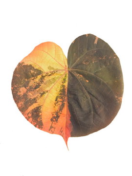 Beautiful Lace Aralia or Geranium Aralia leaf shape heart mixed color isolate on white background.