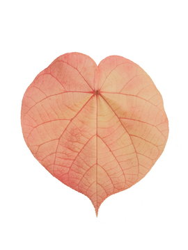 Beautiful Lace Aralia or Geranium Aralia leaf shape heart red color isolate on white background.