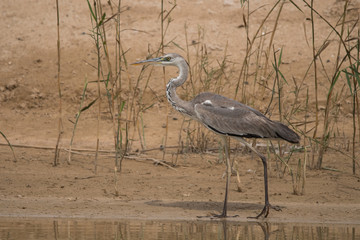 Grey heron / Ardea cinerea