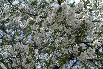 white flowers on a tree