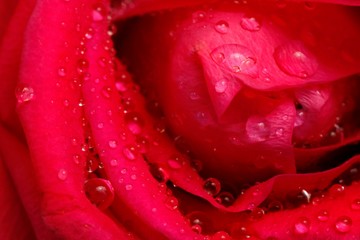 Red rose closeup with waterdrops