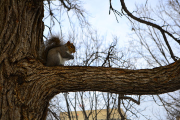 Obraz premium Squirrel on the tree in the park, winter time