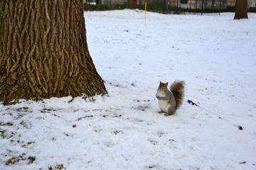 Squirrel on the tree in the park, winter time