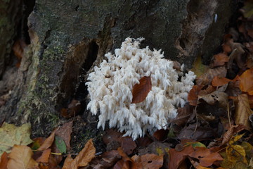 soplówka bukowa © damian