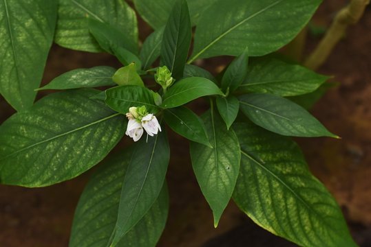 Justicia adhatoda (Malabar nut)