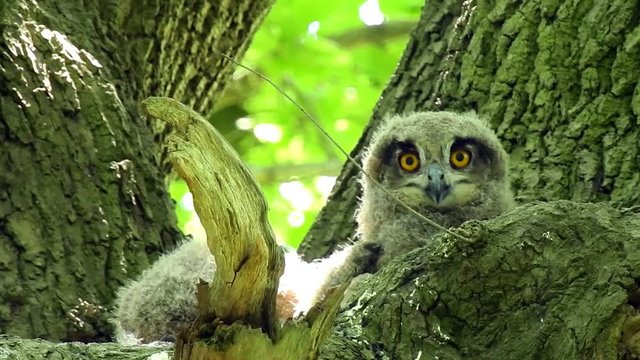 Young Owl with a Parent