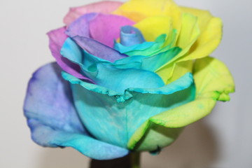 Obraz na płótnie Canvas Rainbow rose