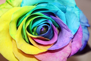 Rainbow rose