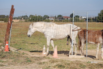 Obraz premium Aroused Horse with Mule