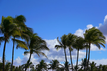 Obraz na płótnie Canvas Palm Trees Swaying in the Wind with Blue Sky