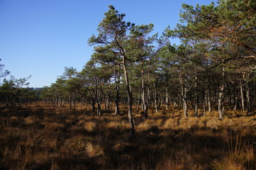 krajobraz © damian