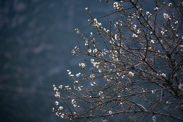 almond tree in bloom
