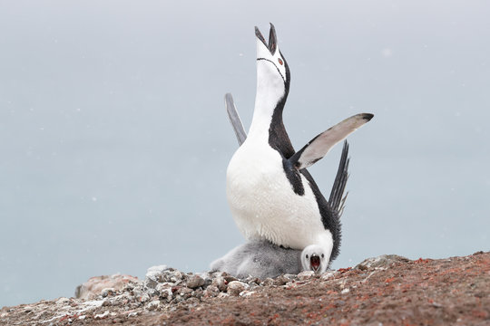 Chinstrap penguin and chick with open beaks