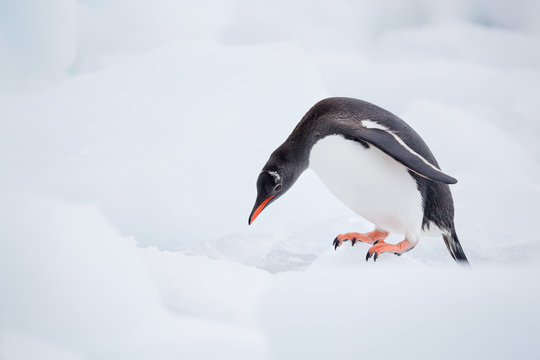 Gentoo penguin stands on ice block