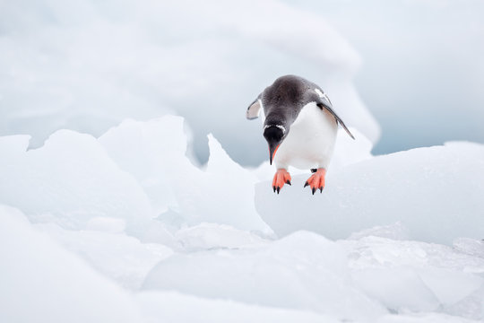 Gentoo penguin jumps off ice block