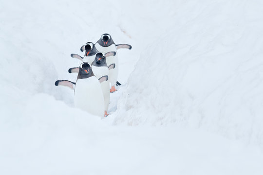 Gentoo penguins walk in a line between snowbanks