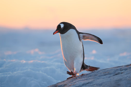 Gentoo penguin at sunset