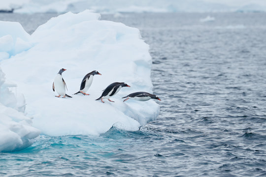 Gentoo penguins jump off iceberg
